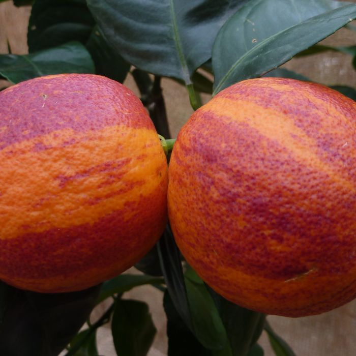 Arancio Doppio sanguigno x Limone Meyer