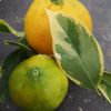 Variegated Satsuma Mandarin