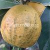 Turkish Bitter Orange