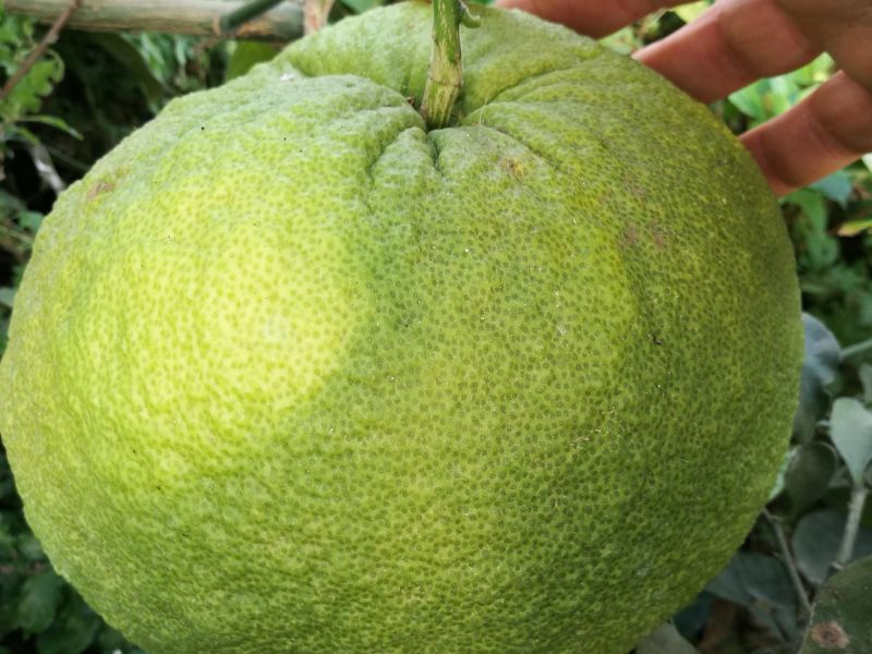 pomelo di timor