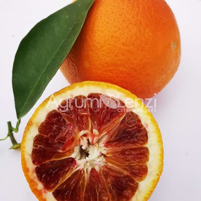 Arancio Tarocco Comune