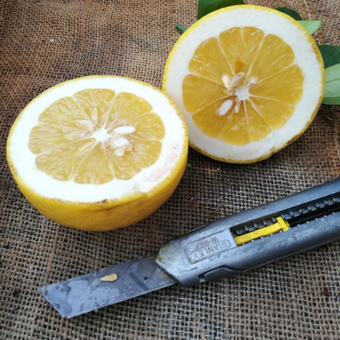 Red Lemon Citron