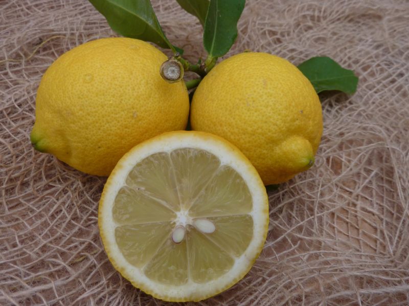 Limone Eureka 4 stagioni