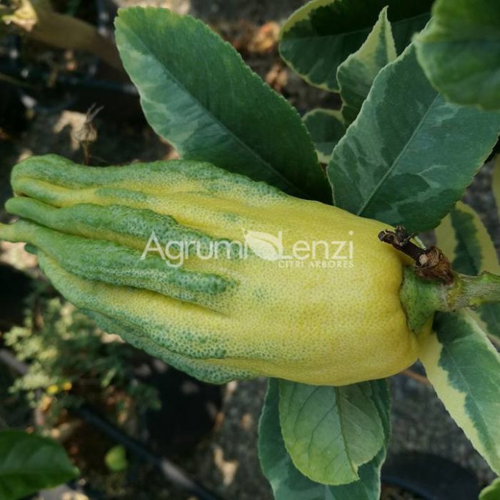 Cedro Mano di Buddha Variegato (Citrus medica digitata)