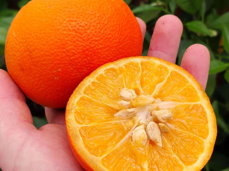 Pomelo Meraviglia