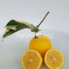 Limone Volkameriano Variegato