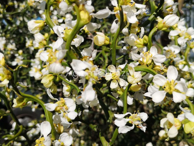 Poncirus trifoliata Flying dragon