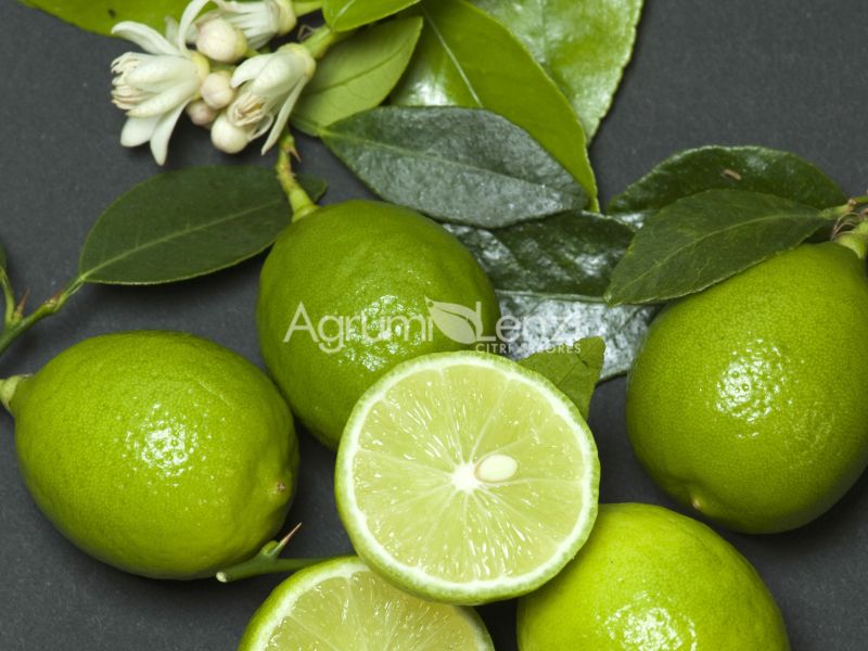 Limetta Messicana