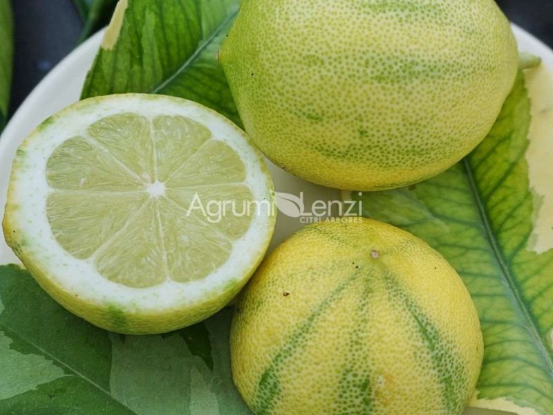 Limone Variegato