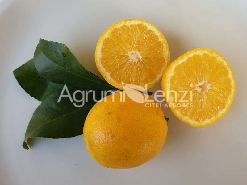 New Zealand Lemonade