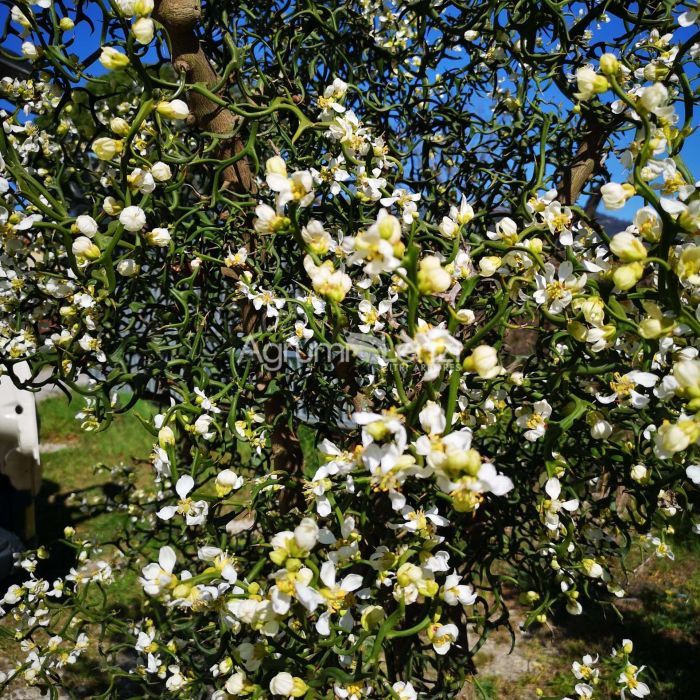 Poncirus trifoliata Flying dragon