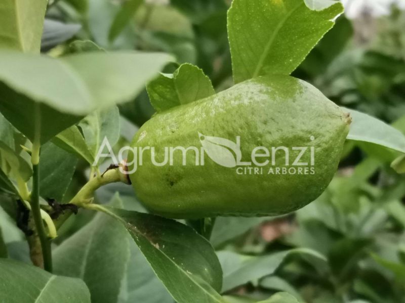 Limone Manao