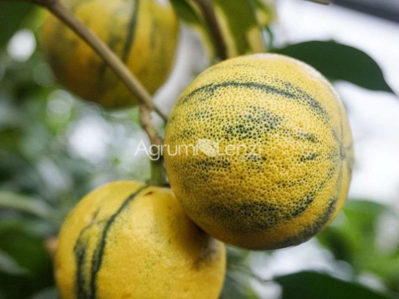 Arancio Amaro Variegato di Corsica