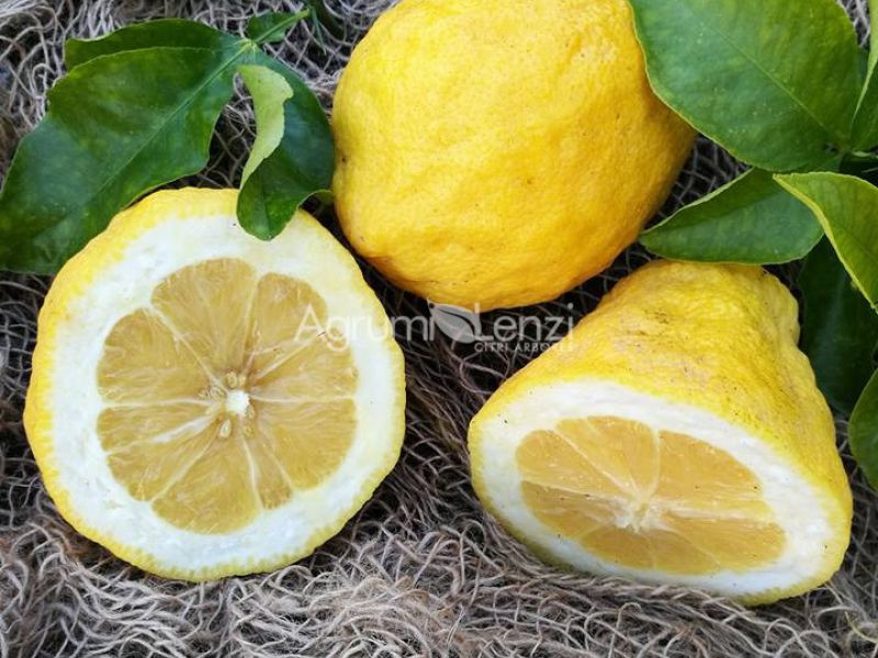 Citrumelo o Swingle
