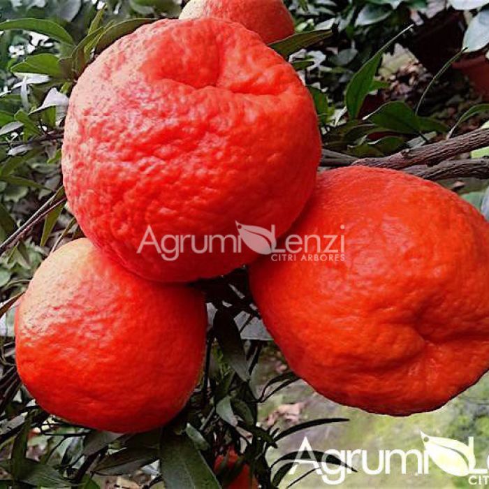 Clemenruby (Citrus clementina)
