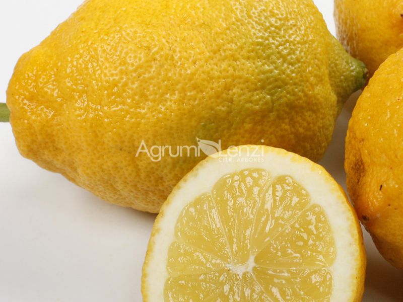 limone fiorentino