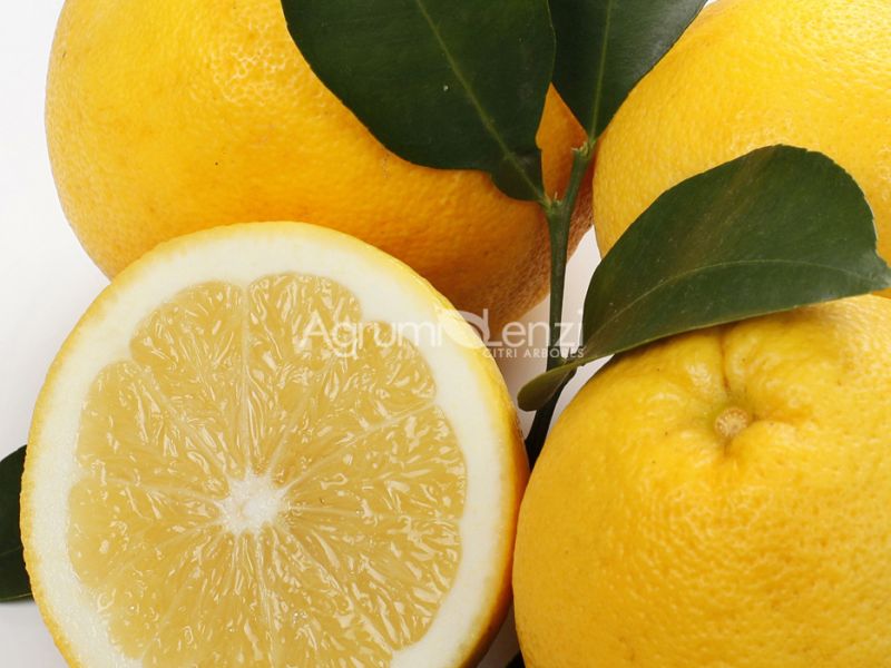 Pompelmo Duncan