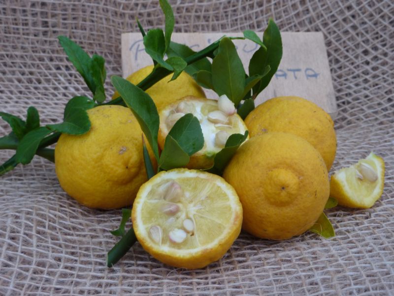 Poncirus trifoliata