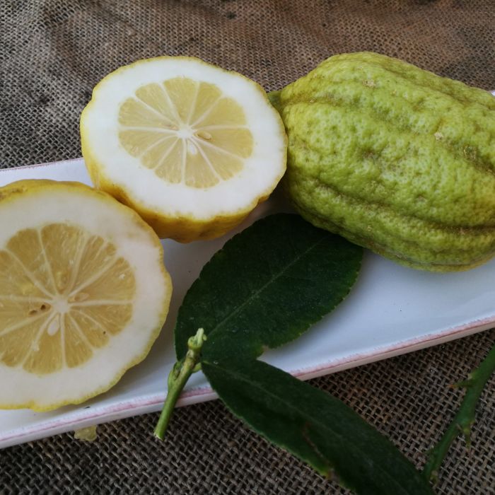 Etrog
