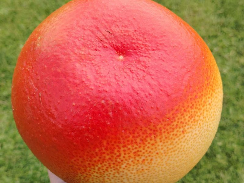 Pomelo Meraviglia