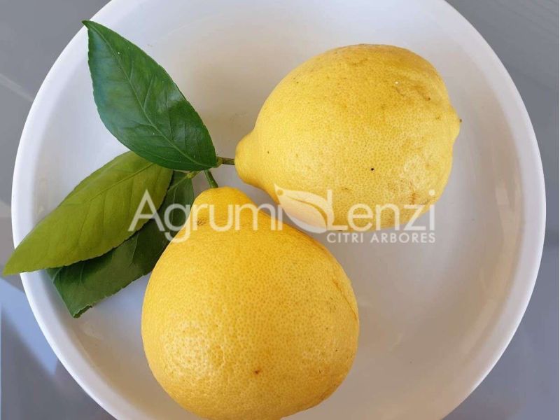 Cedro di Amalfi