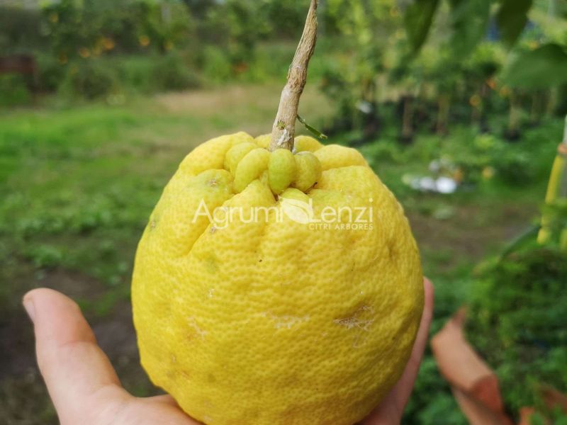 Ichang Lemon