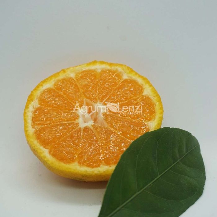 Mandarino Satsuma Okitsu