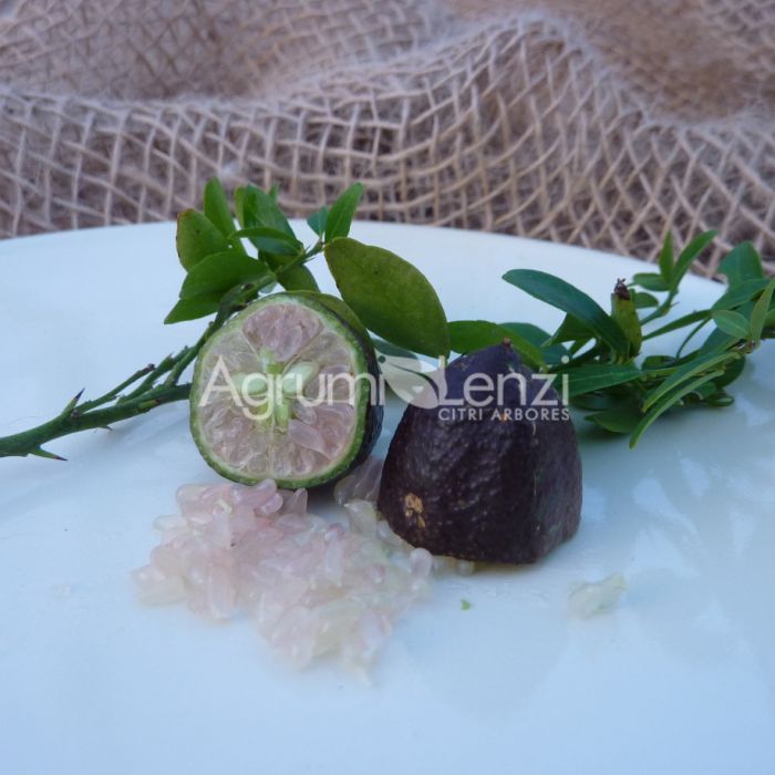 Finger Lime