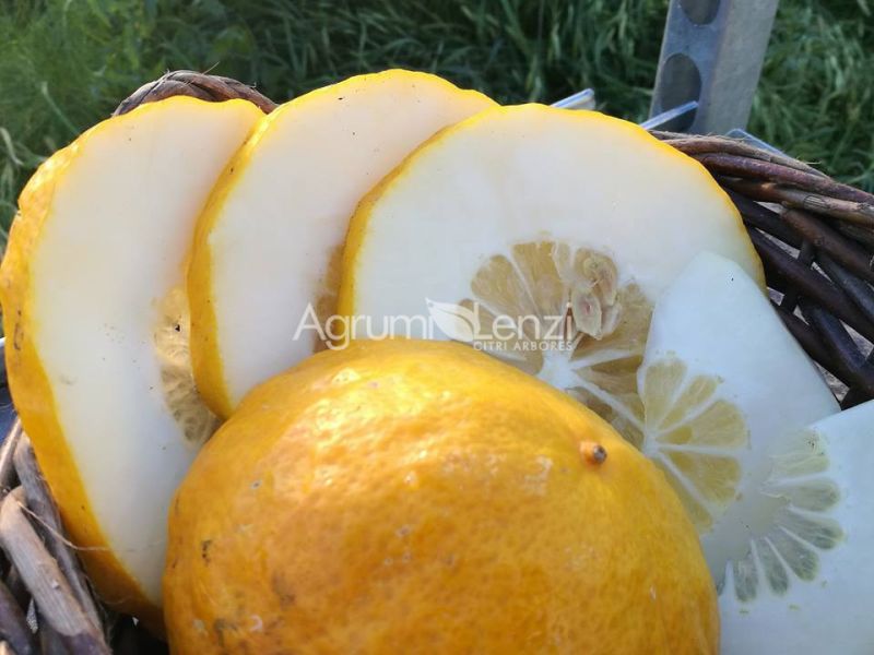 Cedro Bajoura di Sicilia