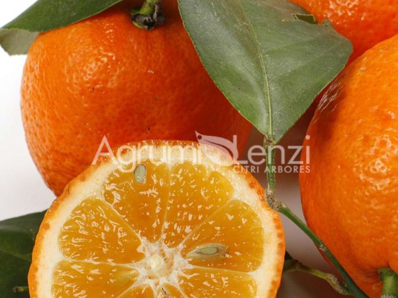 Limone Volkameriano
