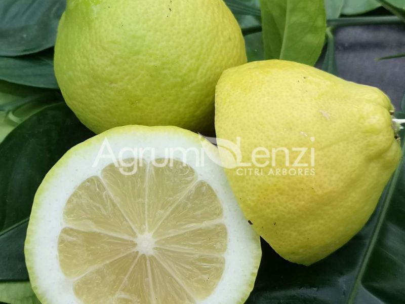 Limone Cedrato