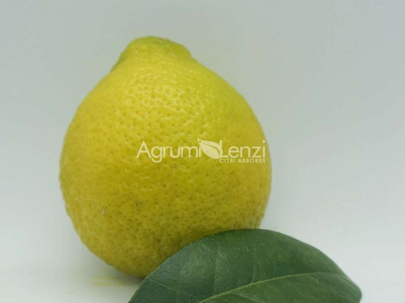 Limetta Gialla di Rangpur