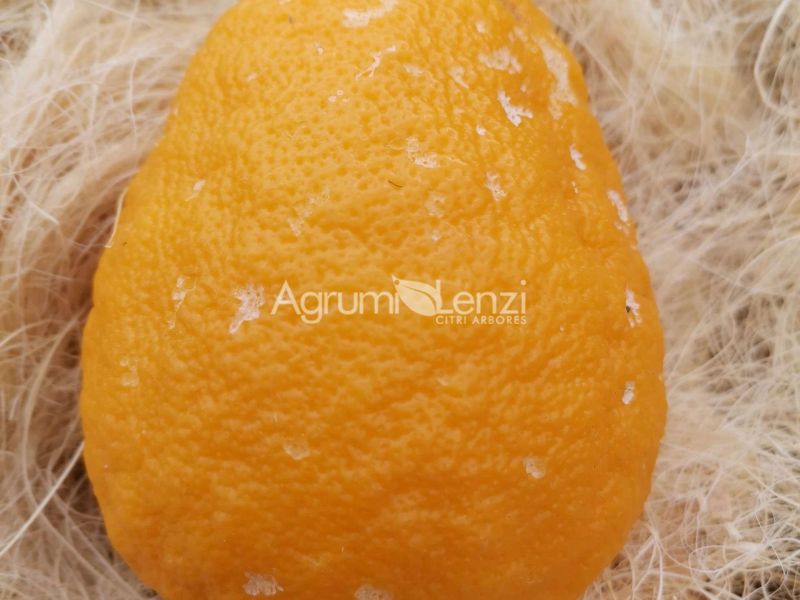 limetta aranciata