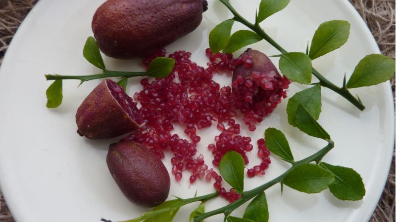 Finger lime Red