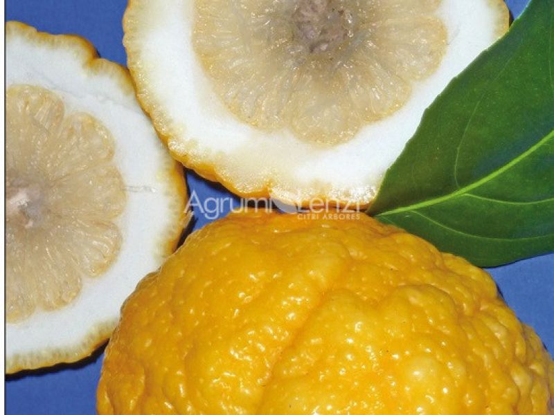Pompia o sa Pompia