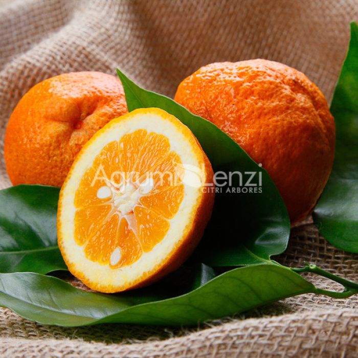 arancio vaniglia dolce