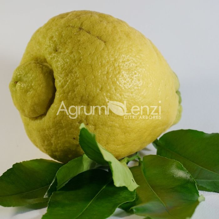 Cedro di Salò o Cedro di Roma