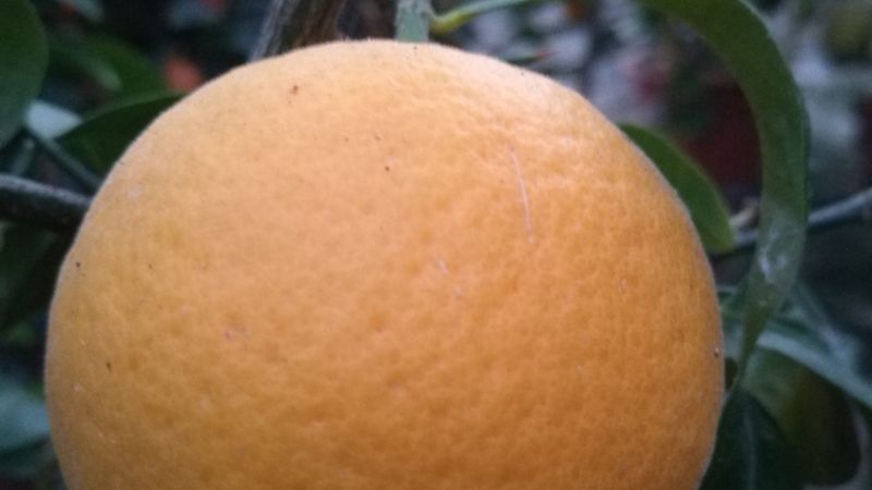 Citrumelo x Sinensis