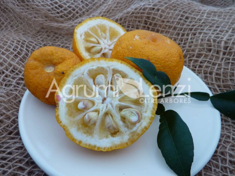 Yuzu (Citrus junos)