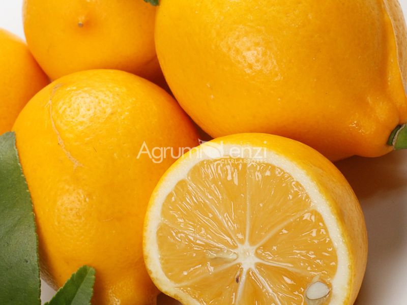 Limone Meyer