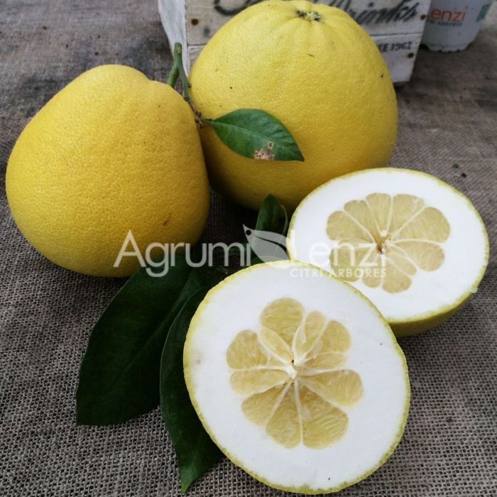 Pomelo Honey