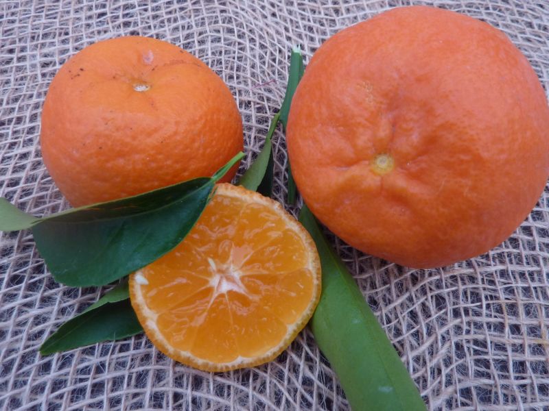 Dal Muso Tarocco Sweet Orange