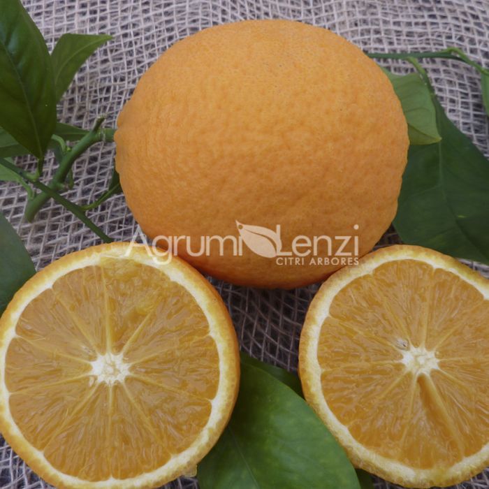 Arancio dolce quattro stagioni