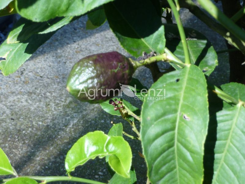 cedro bicolore di lucca