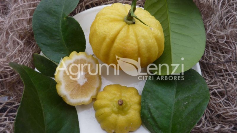 Limone Mellarosa