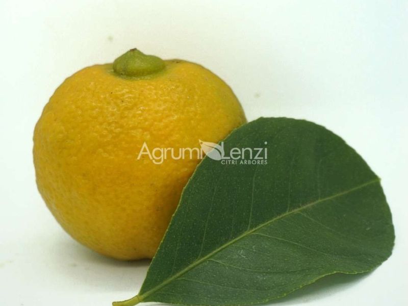 Pomona Sweet Lemon