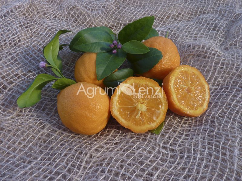 Limetta Rossa di Rangpur