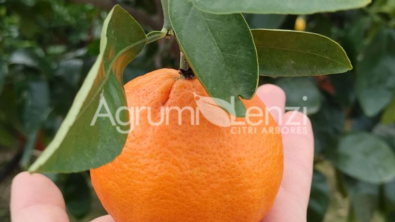 Cedro Mano di Buddha a fiore bianco