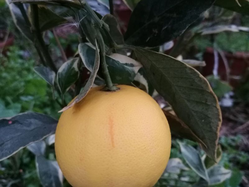Arancio variegato a polpa rossa