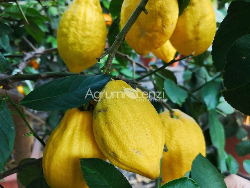 Cedro Cacao